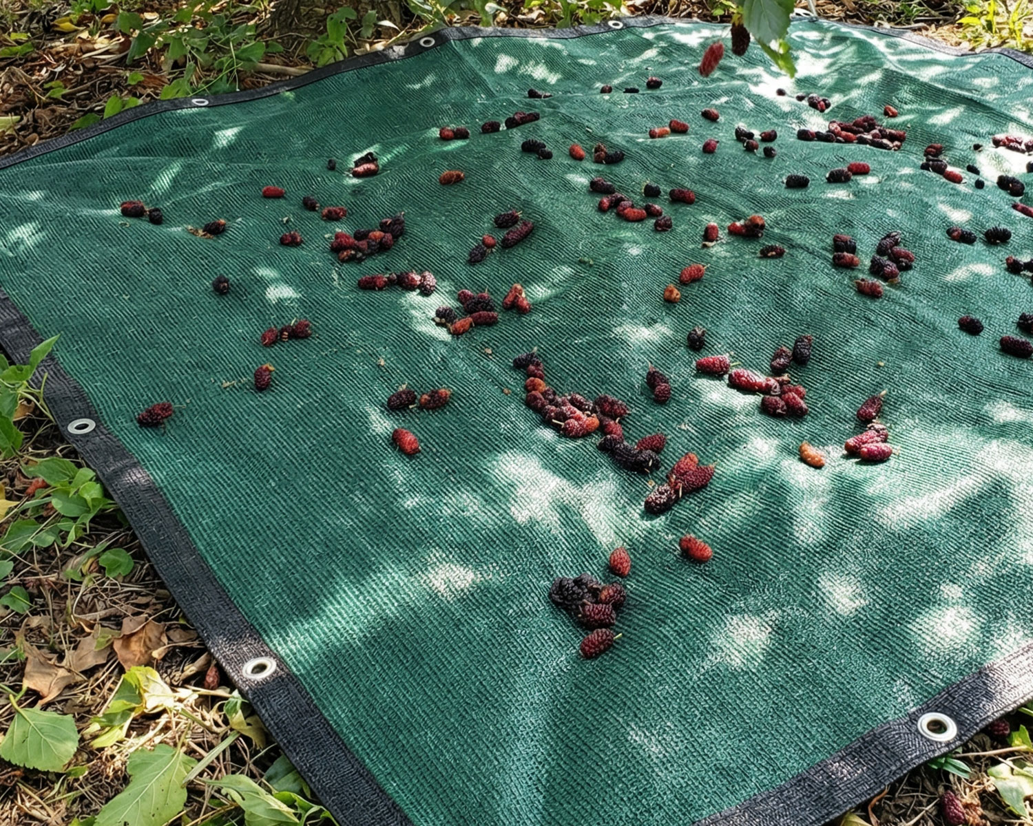 Dut Filesi – Yüzde 75lik – Yeşil – Şeritli Halkalı