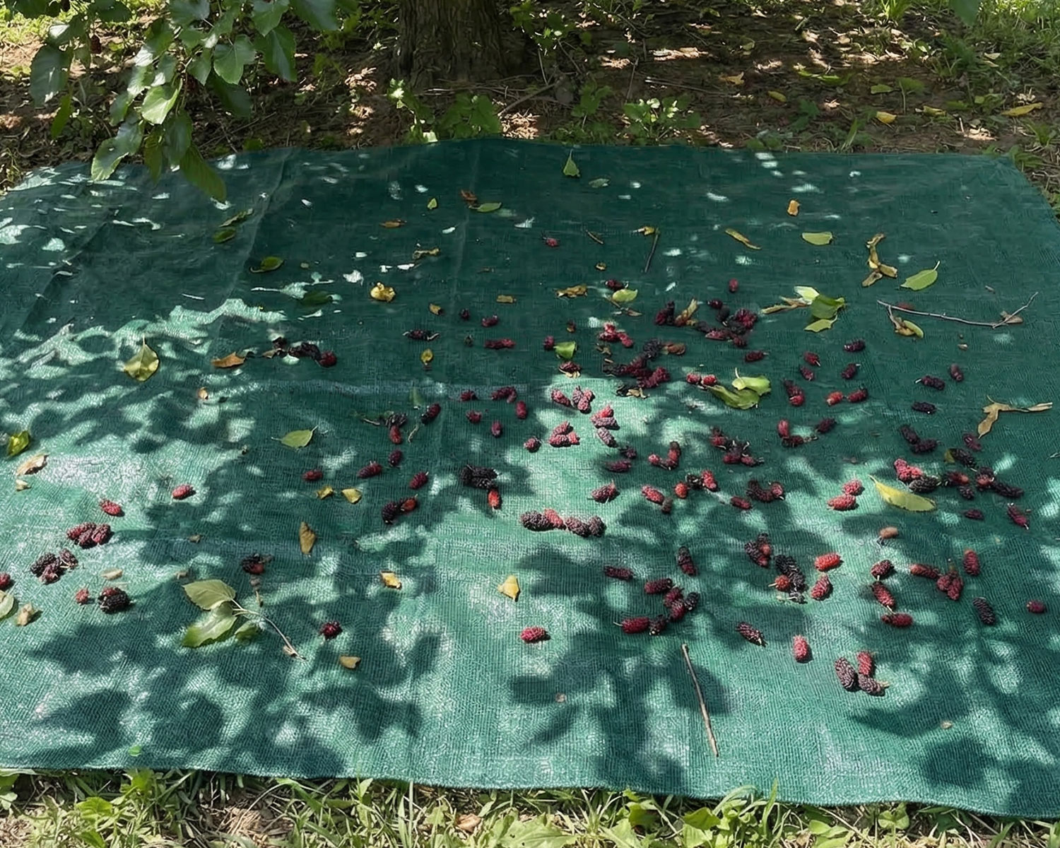 Dut Toplama Filesi – Yüzde 75lik – Yeşil – Düz