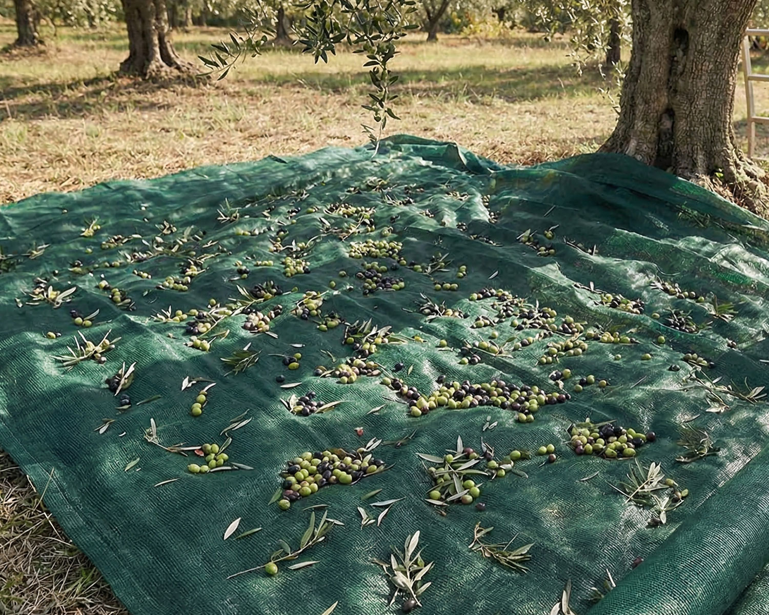 Zeytin Filesi – Ebatlı Sergenlik – Yüzde 95lik 115 Gram – Yeşil – Düz